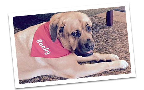 Therapy Dog